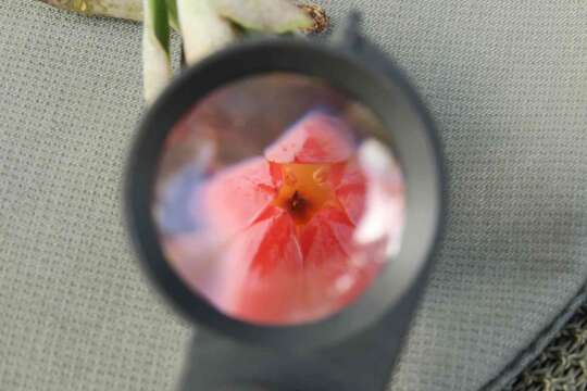 Image of Echeveria australis Rose ex Britton & Rose