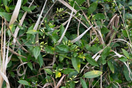 Image of South African coffee tree