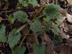 Image of Yellow Giant Hyssop