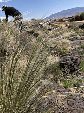 Plancia ëd Stipa neomexicana (Thurb.) Scribn.