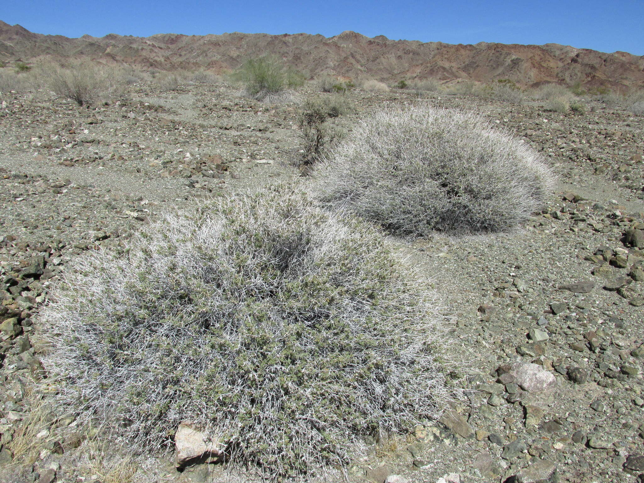 Image of lavender sage