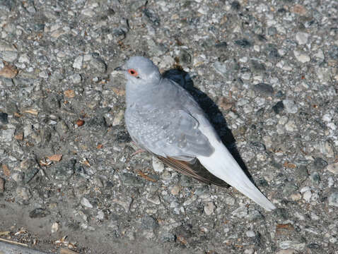 Image of Diamond Dove