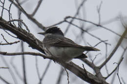 Image of Eastern Kingbird