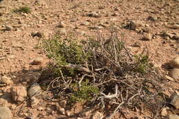 Image of Tetraena dumosa (Boiss.) Beier & Thulin