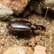 Image of Platynus (Platynus) brunneomarginatus (Mannerheim 1843)