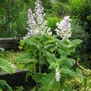 Image of Salvia desoleana Atzei & V. Picci