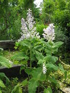 Image of Salvia desoleana Atzei & V. Picci