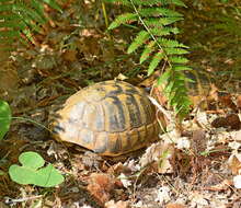 Image of Hermann's Tortoise