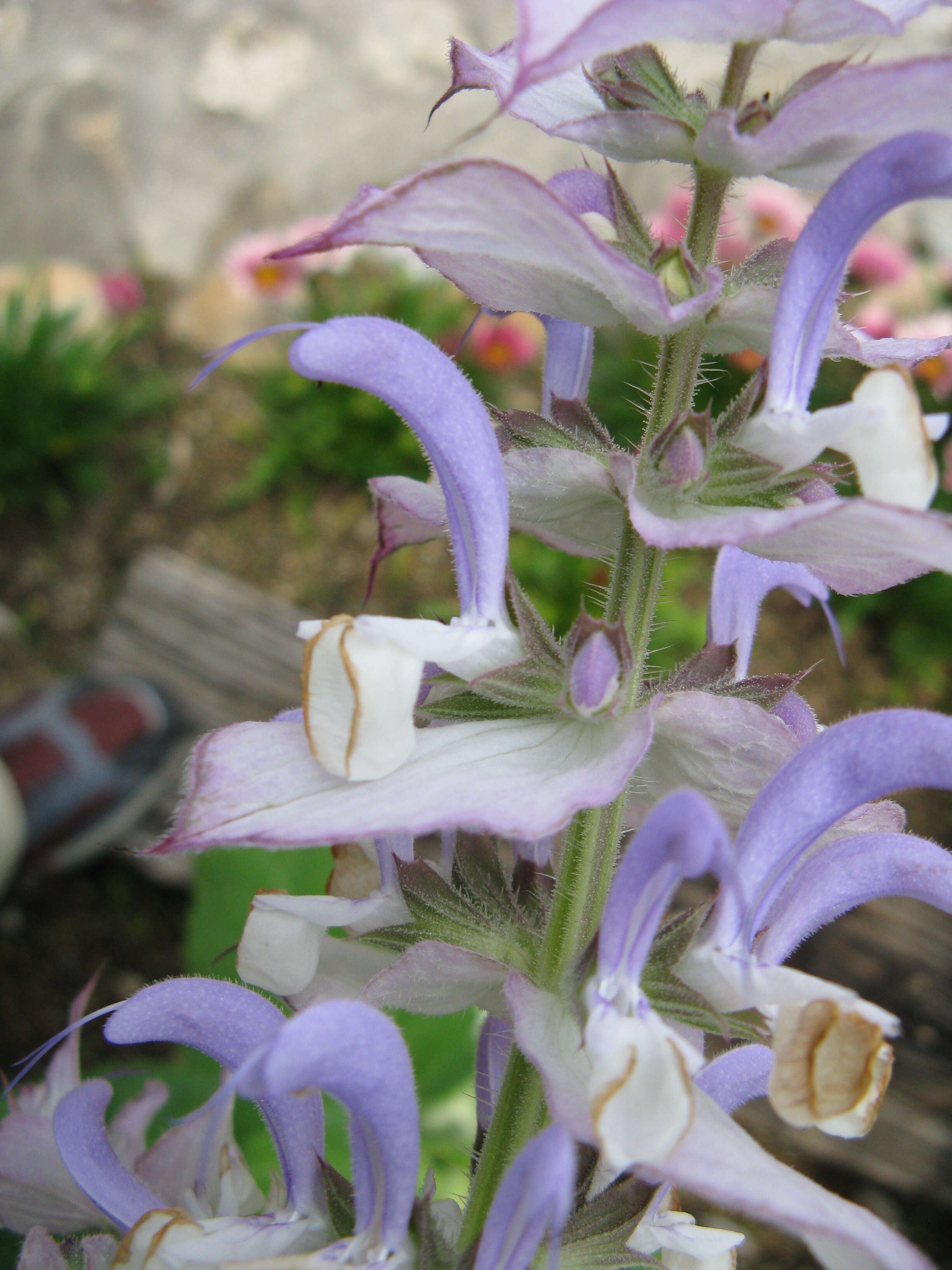 Imagem de Salvia desoleana Atzei & V. Picci