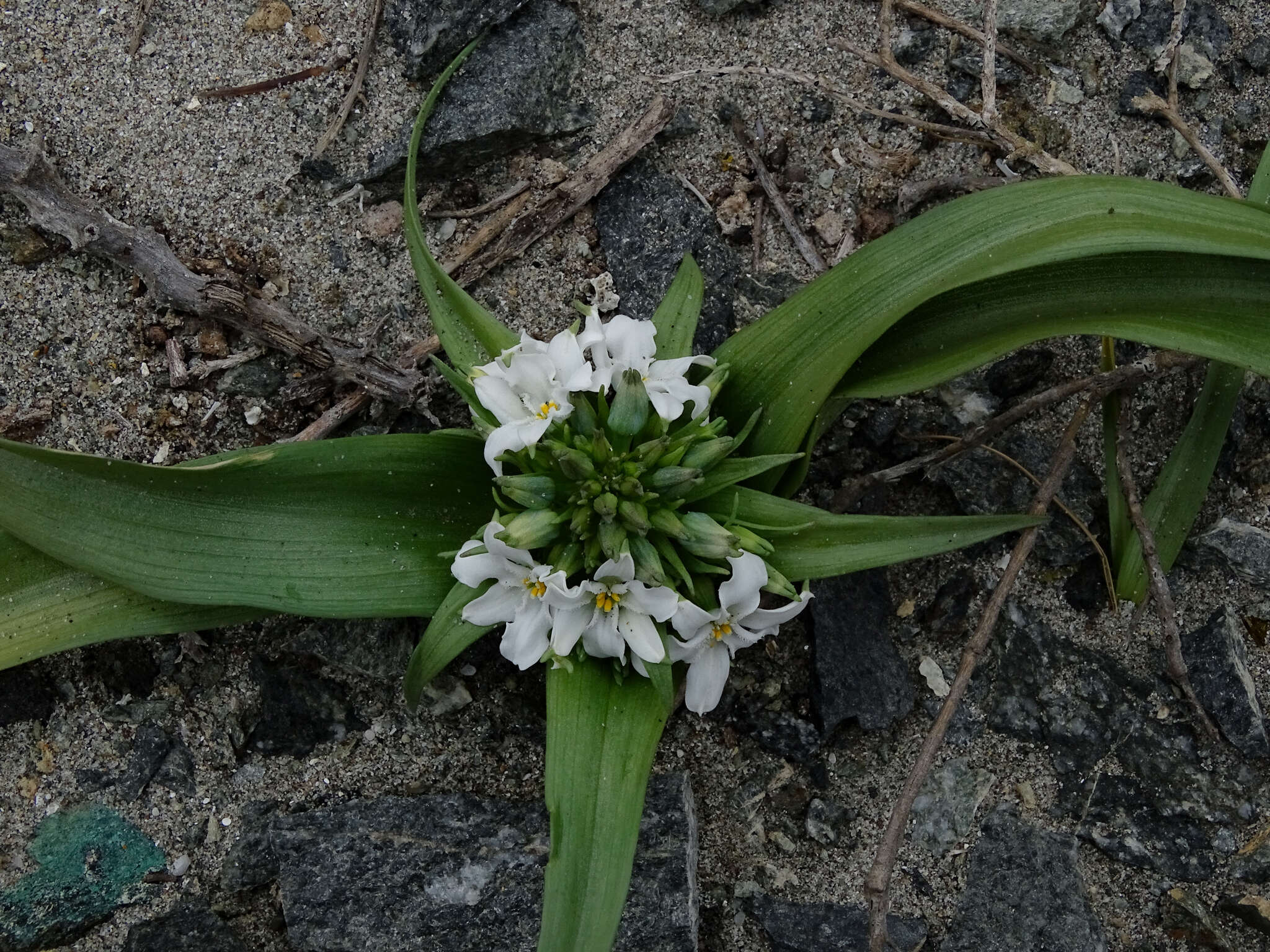 Image of Zephyra compacta C. Ehrh.