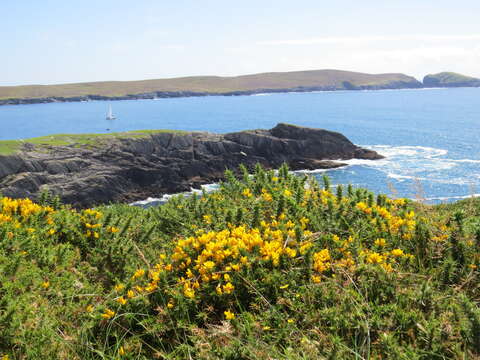 Imagem de Ulex gallii Planch.