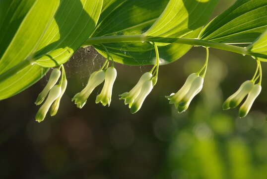 Image of Common Solomon’s-seal