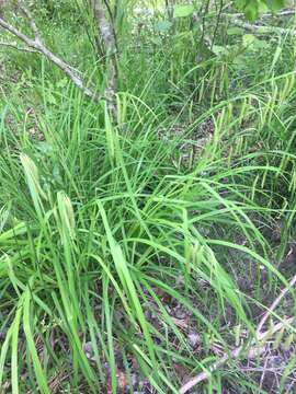 Carex crinita var. brevicrinis Fernald resmi