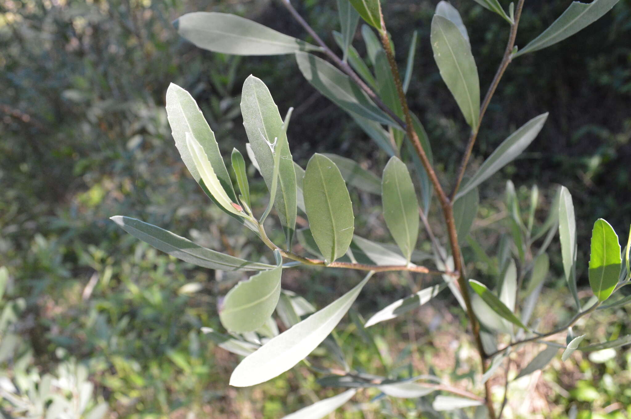 Plancia ëd Tessaria integrifolia var. ambigua (DC.) S. E. Freire