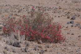 Image of Hermannia stricta (E. Mey. ex Turcz.) Harv.