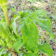 Image of Arisaema serratum var. serratum