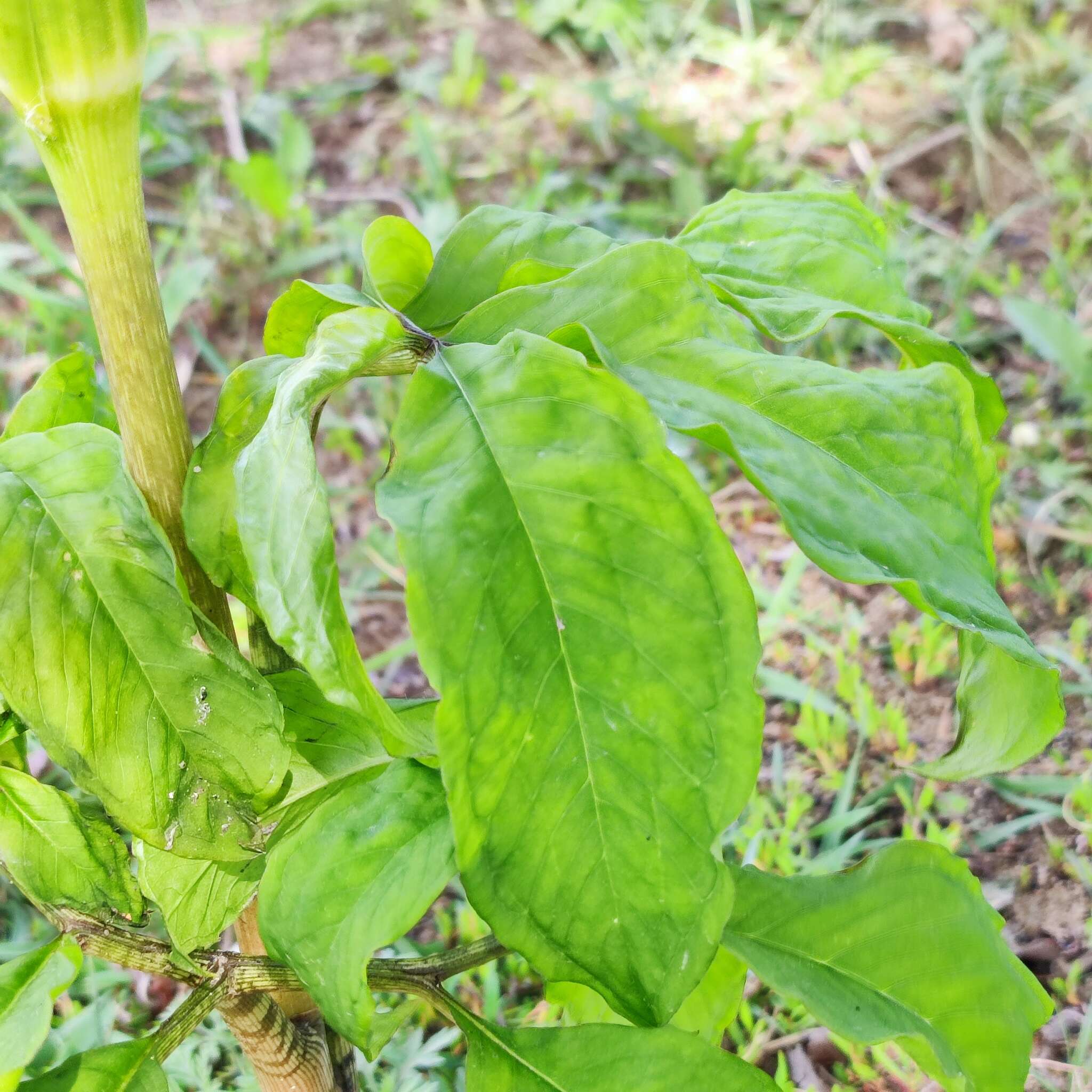 Image of Arisaema serratum var. serratum