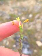 Image de Macrosyringion longiflorum (Vahl) Rothm.