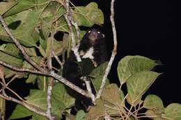 Image of Herbert River Ringtail Possum