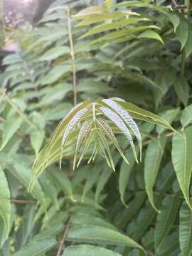 Image of Chinese Mahogany