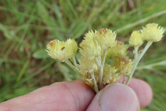 Image of Helichrysum mixtum var. mixtum