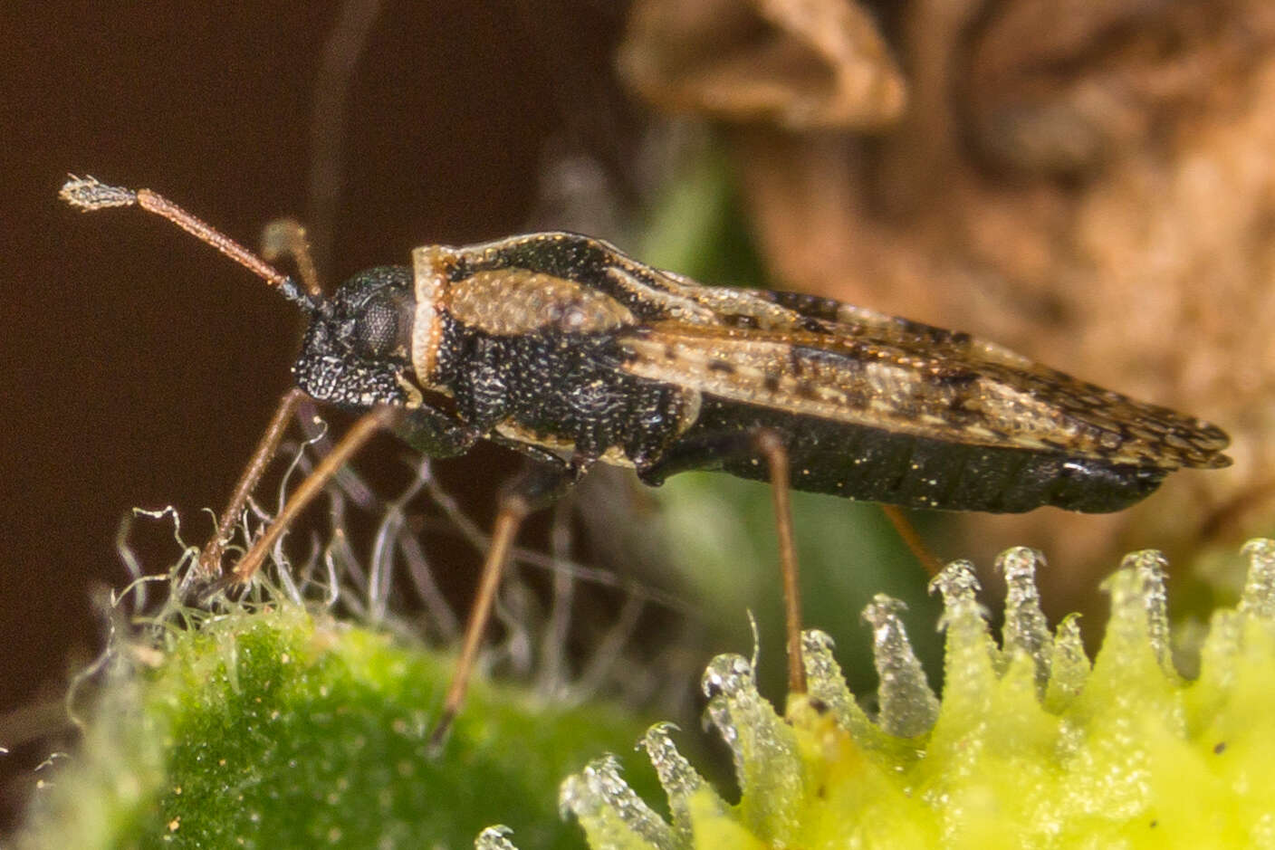 Image of Lace bug