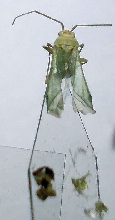 Image of Leaf bug