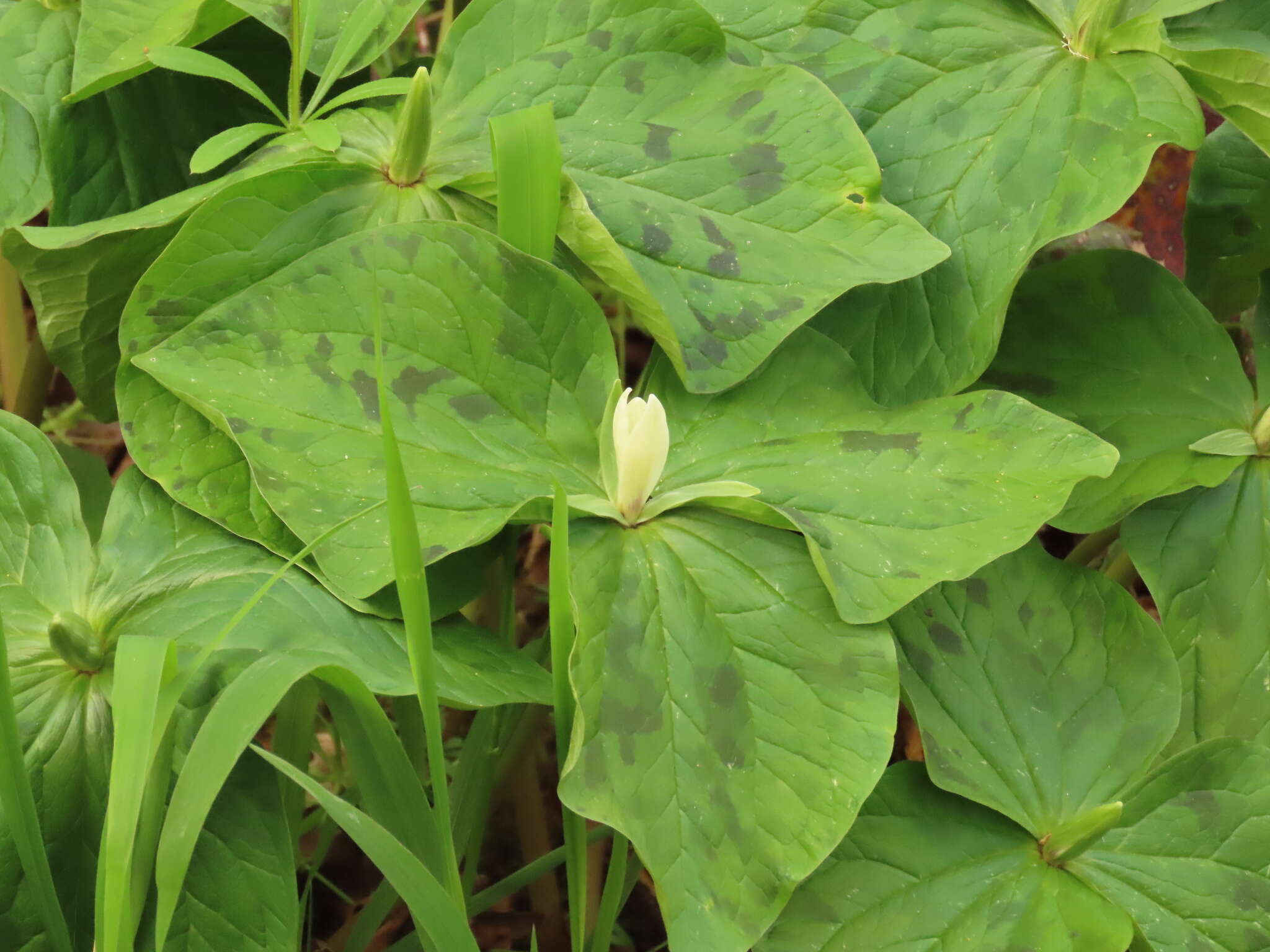 صورة Trillium albidum subsp. albidum