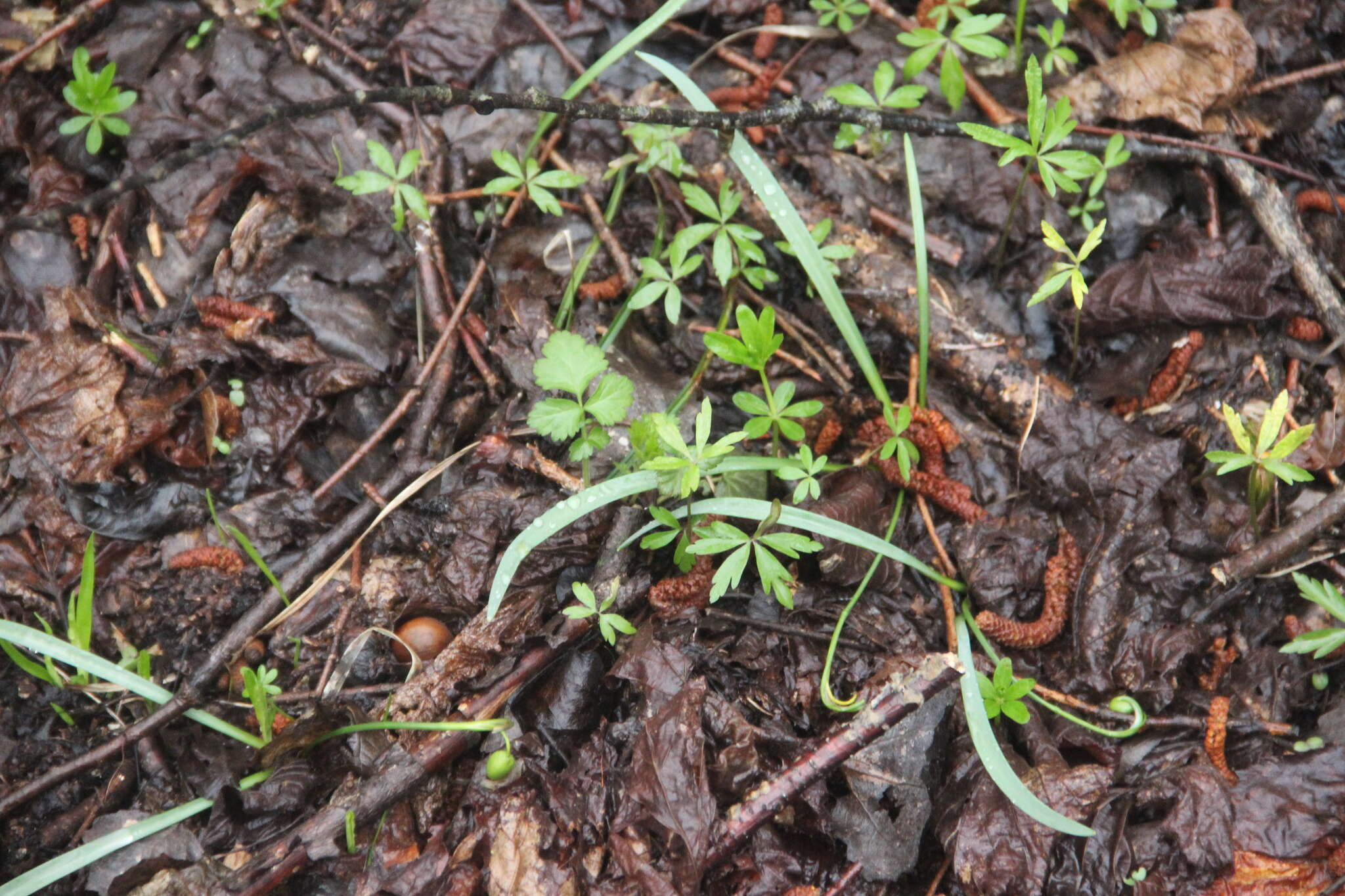 Image of Galanthus angustifolius Koss