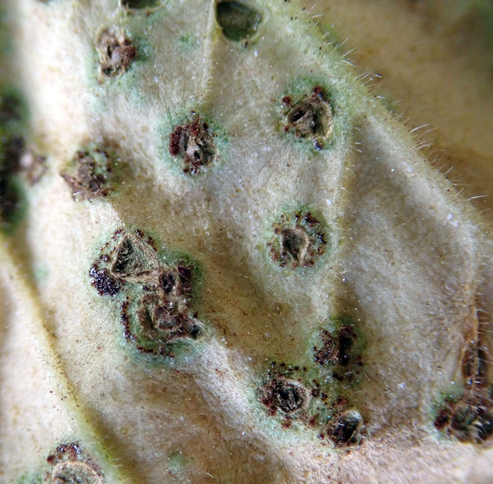 Image of Puccinia pelargonii-zonalis Doidge 1926