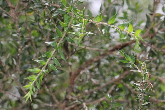 Image of prickly-leaf teatree