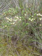 Image of Erica bruniifolia var. bruniifolia