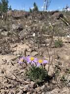 Imagem de Erigeron poliospermus A. Gray