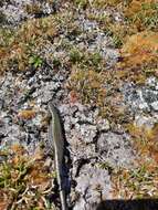 Image of Te Kakahu skink