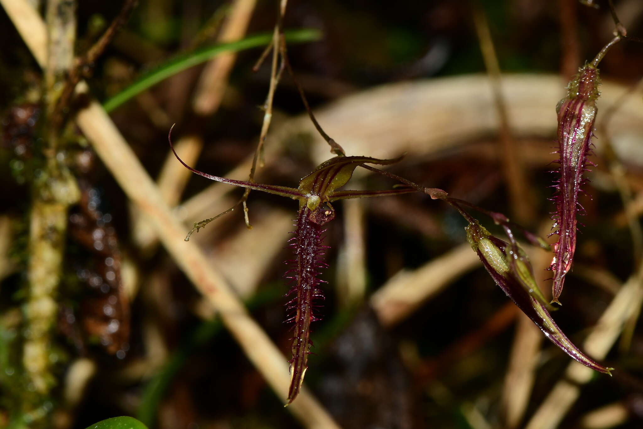 Andinia schizopogon (Luer) Pridgeon & M. W. Chase的圖片