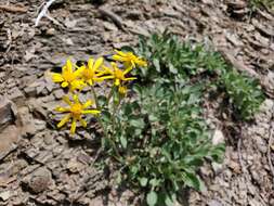 Image of shale barren ragwort