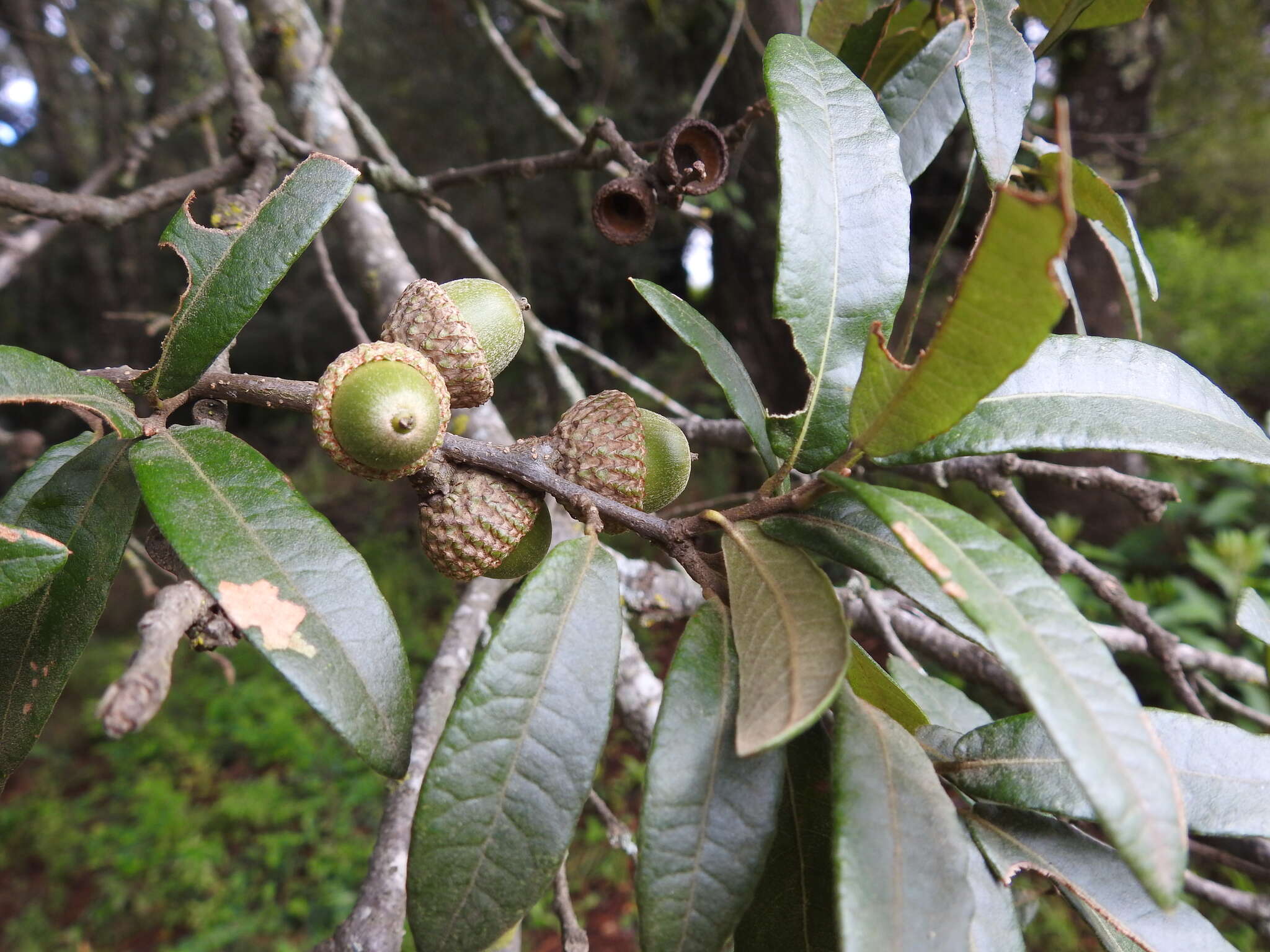 Image of Quercus crassipes Bonpl.