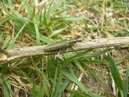 Image of Agapanthia (Epoptes) villosoviridescens (Degeer 1775)