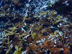 Image of Staghorn Coral