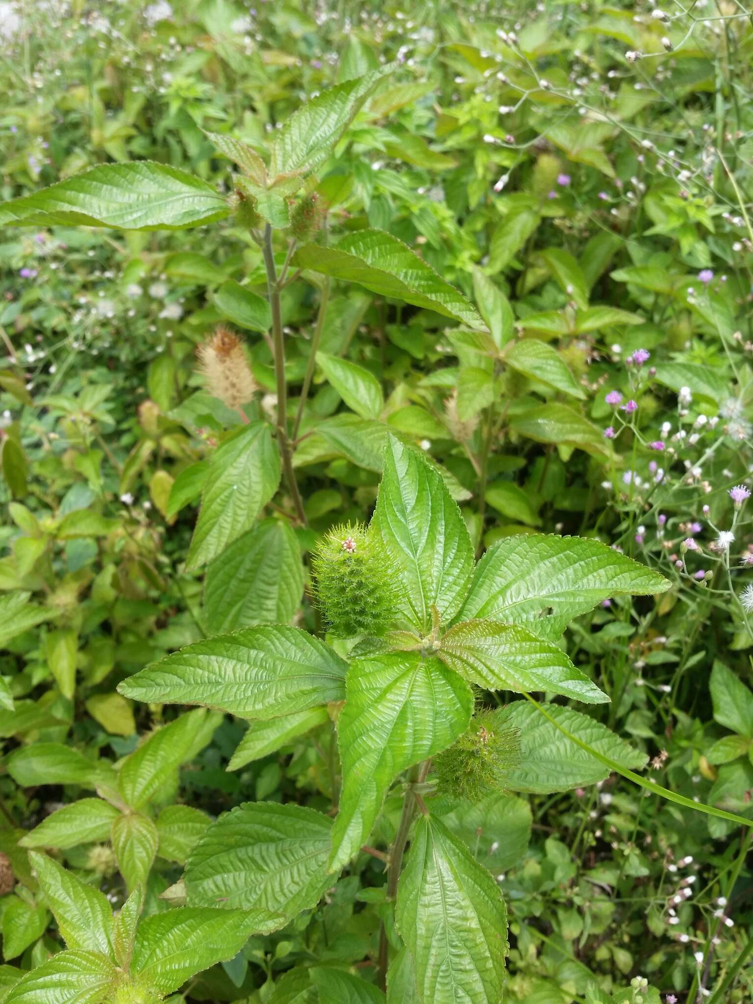 Image de Acalypha alopecuroidea Jacq.