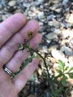 Image of Hoffmann's blacksnakeroot