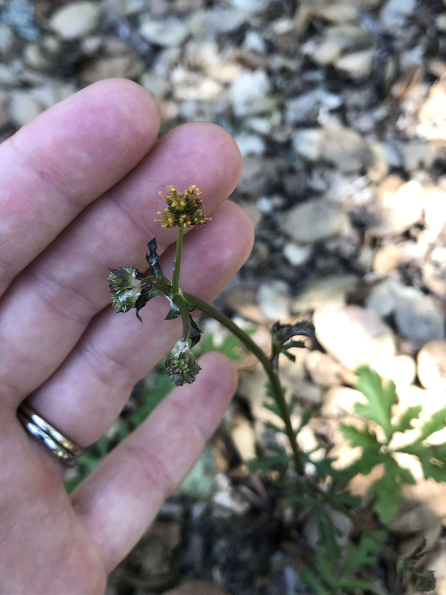 Image of Hoffmann's blacksnakeroot