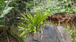 Image of climbing birdsnest fern