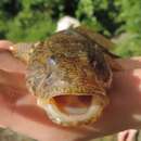 Image of Bighead goby