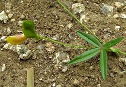 Image of Caterpillar bean