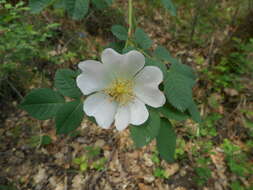 Image of corymb rose