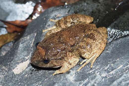 Image of Gyldenstolpe's Frog