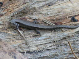 Image of Southern Forest Cool-skink