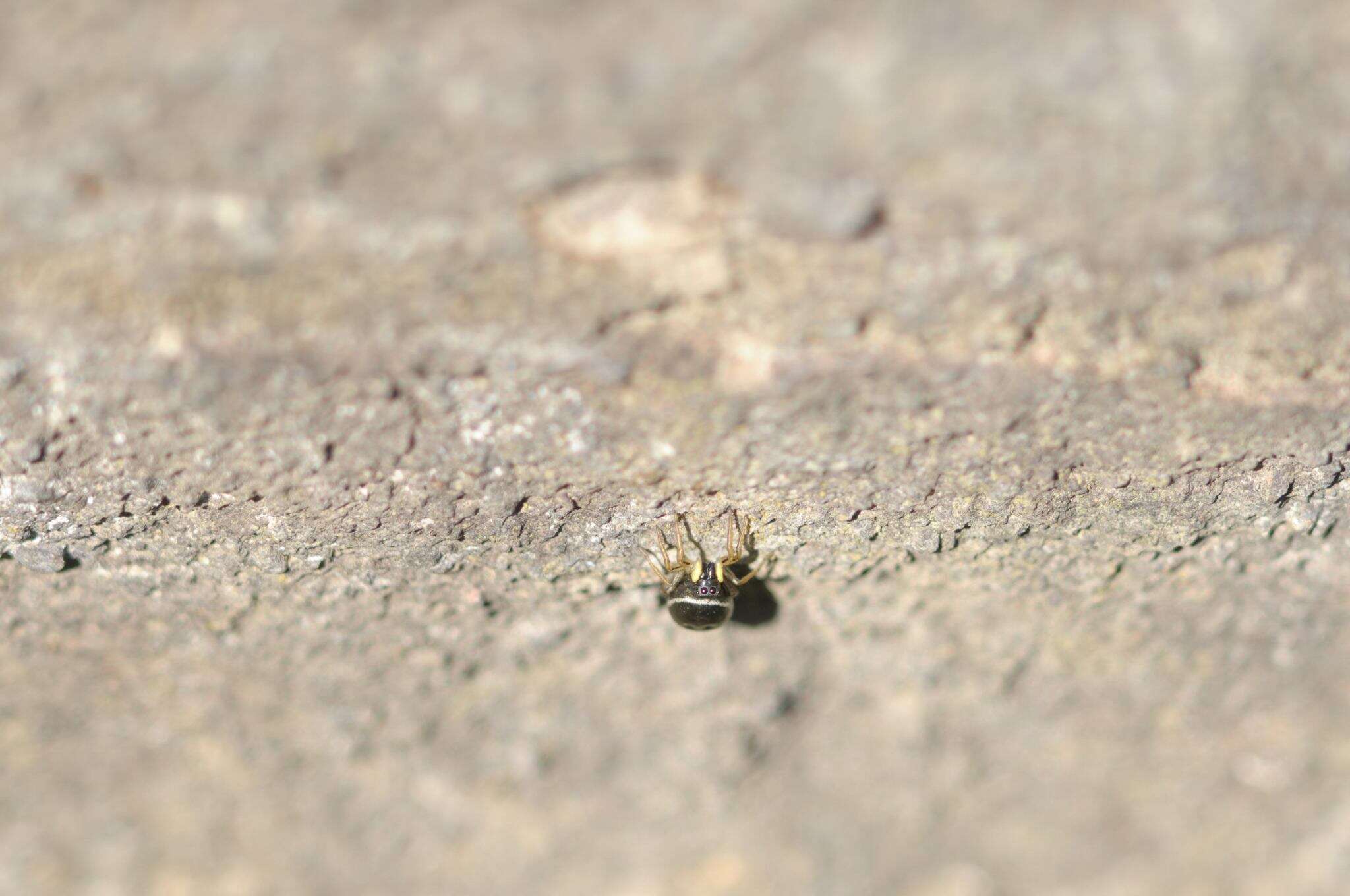 Image of Heliophanus cupreus (Walckenaer 1802)