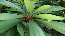 Image of mammee sapote